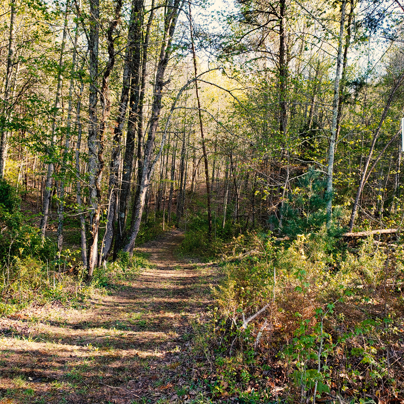 Woodland Trails